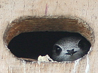 Mauersegler Jungvogel